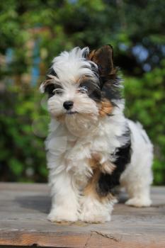 cheerful little tricolor puppy on a background of nature