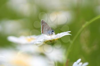 Yellow  flower Chamomile and butterfly on a green background