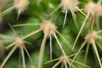 Macro shot of a cactus with needles