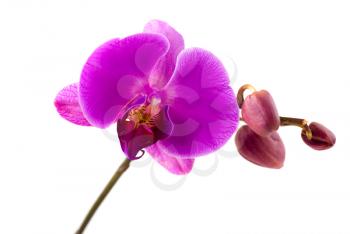 Royalty Free Photo of an Orchid