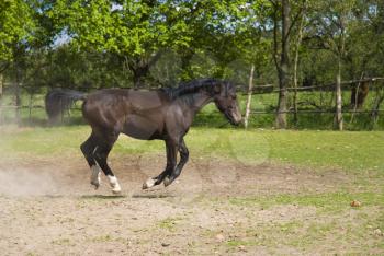 Royalty Free Photo of a Horse