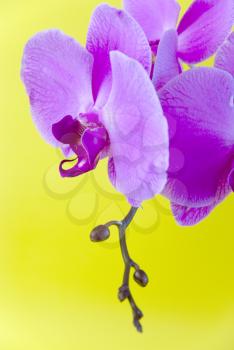 Royalty Free Photo of Orchids