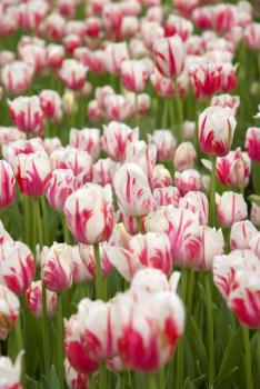 Royalty Free Photo of a Field of Tulips