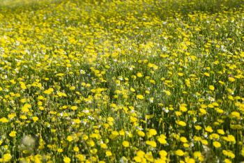 Royalty Free Photo of a Field of Flowers