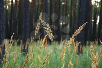 Royalty Free Photo of a Field of Plants