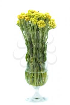 Royalty Free Photo of a Vase of Flowers