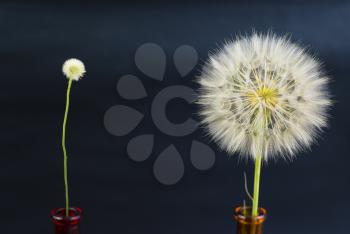 Royalty Free Photo of Dandelions