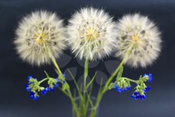 Royalty Free Photo of Dandelions and Flowers