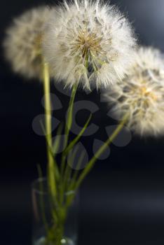 Royalty Free Photo of Dandelions