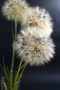 Royalty Free Photo of Dandelions