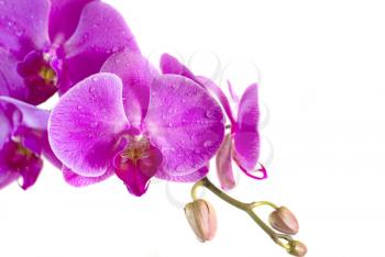 Royalty Free Photo of Orchids