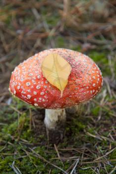 Royalty Free Photo of a Mushroom