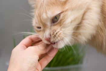 Royalty Free Photo of a Woman Petting a Cat