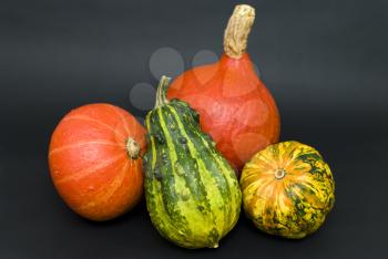 Royalty Free Photo of a Variety of Gourds