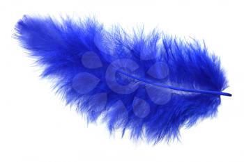 Blue feather isolated on white