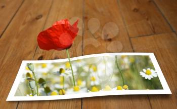 Poppy looming from a printed photo paper, on the floor