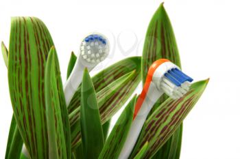 Toothbrushes growing like flowers, over white (horizontal), clipping path included