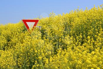 Champs de colza dbordant sur la route en Bretagne, submergeant un panneau stop - Overflowing rape field in Brittany, immersing a stop sign