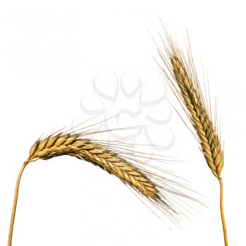 Two ears of wheat isolated on white