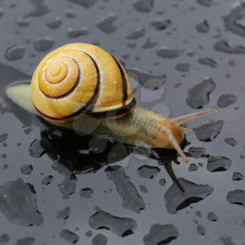 Snail after the rain with some water drops