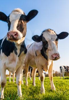 Holstein cows in the pasture