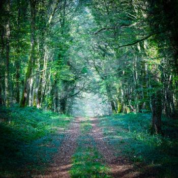 Path leading into the forest in Berry, France