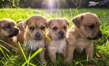 Four brown puppies playing in the grass