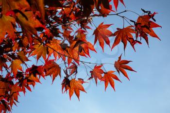 Maple leaves in autumn over sky