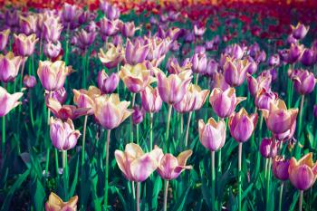 Surreal purple tulip field, floral background