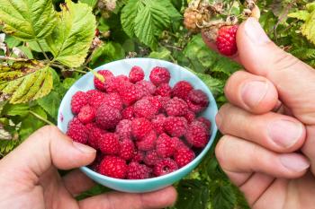 Hand harvesting ripe raspberries in the garden