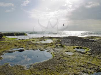 Bali rocky ocean coast covered with algae