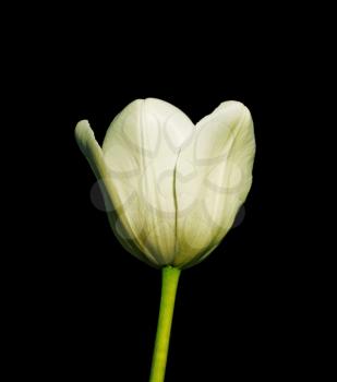 Tulip white bud isolated on black background