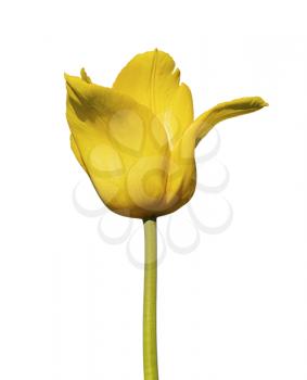 Bud of yellow tulip isolated on white background