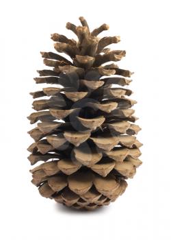 Royalty Free Photo of a Single Pine Cone