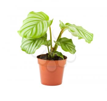 Royalty Free Photo of a Potted Prayer Plant