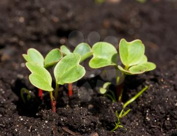 Royalty Free Photo of a Group of Radish Seedlings