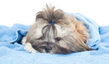 Funny puppy with a blue towel isolated on white background