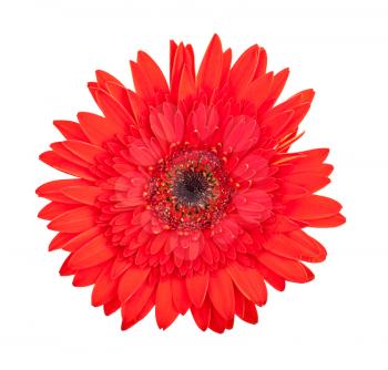 Single red gerbera flower isolated on white background