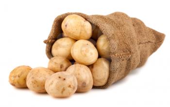 Burlap sack with potato isolated on white background