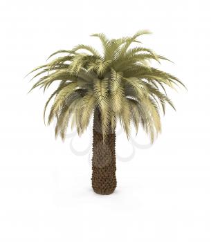 Royalty Free Clipart Image of a Palm Tree