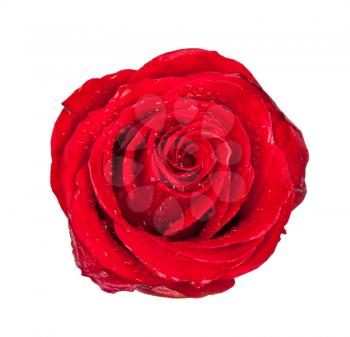 Royalty Free Photo of a Red Rose