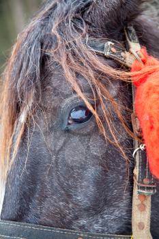 Horse head closeup view
