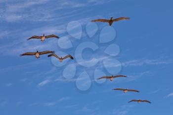 Seven pelicans flying in sun backlight on blue cloudy sky background
