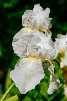White iris flowers in the summer garden, closeup view
