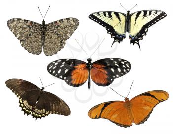 Royalty Free Photo of Tropical Butterflies