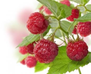 Royalty Free Photo of Fresh Raspberries