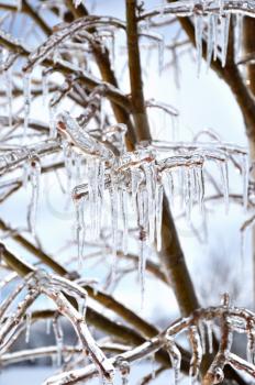 Royalty Free Photo of Icicles in a Tree
