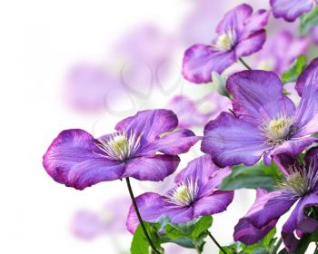 Royalty Free Photo of Purple Clematis Flowers