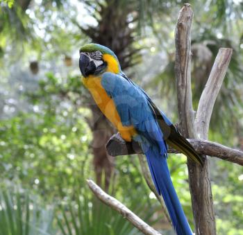 Royalty Free Photo of a Parrot Sitting on a Branch