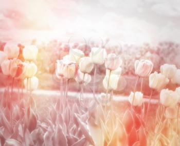 Royalty Free Photo of a Pastel Background of Tulips